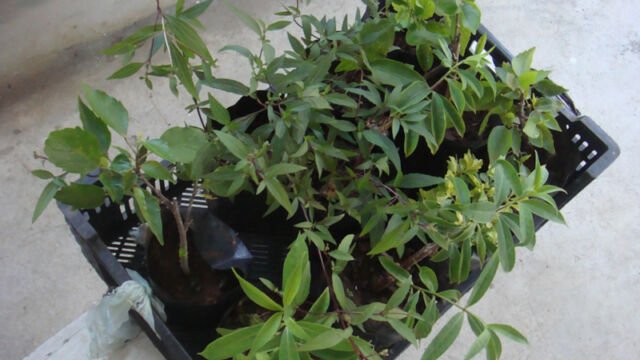Une famille une plante